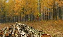 木林森在线观看,穿越时光的森林奇遇记